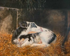 priddle_newborn-calf_30